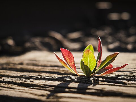 TYPO3-Entwicklung aus Dortmund und in Ihrer Nähe