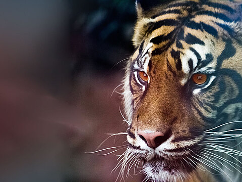 TYPO3, Suchmaschinenoptimierung, Webdesign und Hosting - Agentur zur Konzeption am Dortmunder Phönixsee