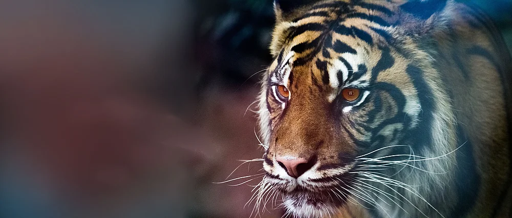 Tiger mit reflektiertem WECOTEC GmbH-Logo in den Augen – Symbolbild für fokussiertes Webdesign mit Wiedererkennungswert