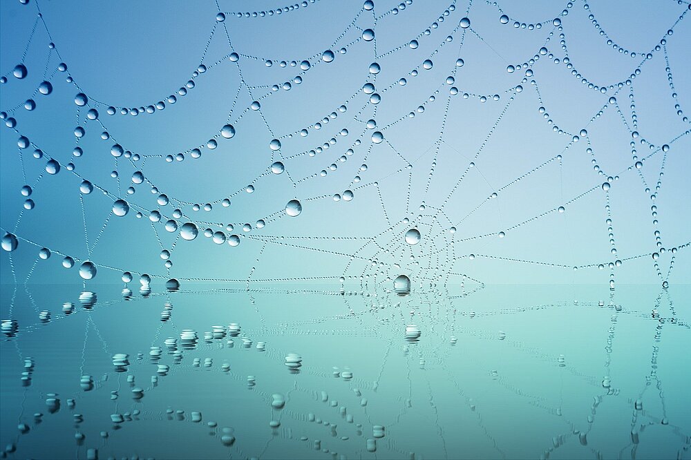 Nachhaltige Netzwerktechnologie Ein Spinnennetz mit Wassertropfen, was nachhaltige Netzwerktechnologie symbolisieren soll.