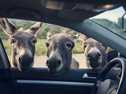 Drei neugierige Esel blicken durch ein offenes Autofenster – Symbolbild für Wissensdurst und Neugier