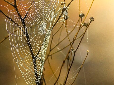 Effiziente IT-Netzwerke und Weblösungen: Optimale digitale Infrastruktur für Unternehmen